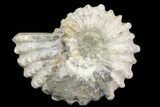 Bumpy Douvilleiceras Ammonite - Madagascar #79112-1